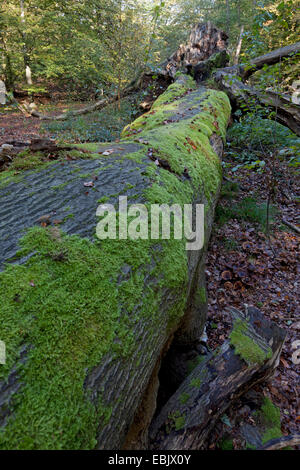 Chêne (Quercus spec.), chêne mort en forêt Sababurg, Allemagne, Hesse, Reinhardswald Banque D'Images