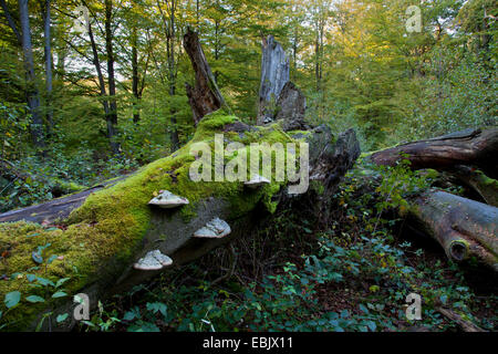 Le hêtre commun (Fagus sylvatica), arbre mort dans la forêt Sababurg, Allemagne, Hesse, Reinhardswald Banque D'Images