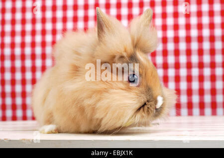 Lionhead rabbit (Oryctolagus cuniculus f. domestica), mignon lapin assis devant un arrière-plan en damier rouge et blanc Banque D'Images