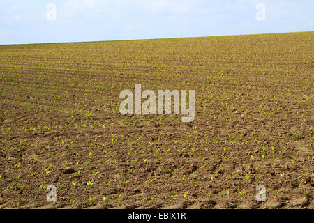 Le maïs, le maïs (Zea mays), de jeunes plants sur terrain, l'Allemagne, l'Nordrhein Westfalen, Ruhr, Essen Banque D'Images