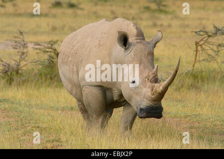 Rhinocéros blanc, carré-lipped rhinoceros, grass rhinoceros (Ceratotherium simum), dans la région de savanna, Kenya Banque D'Images