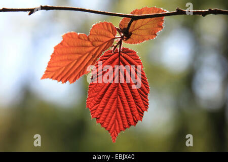 Le noisetier commun (Corylus avellana), jeunes feuilles, Allemagne Banque D'Images