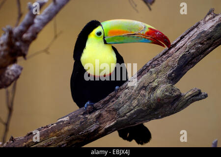 Keel-billed toucan (Ramphastos sulfuratus), assis sur une branche Banque D'Images