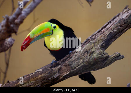 Keel-billed toucan (Ramphastos sulfuratus), assis sur une branche Banque D'Images