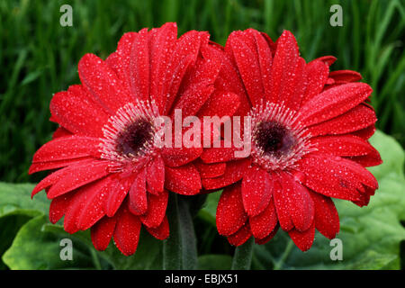 Barebeton, Gerbera Daisy, Daisy, Daisy-Gerbera (Gerbera jamesonii), gerberas rouges Banque D'Images