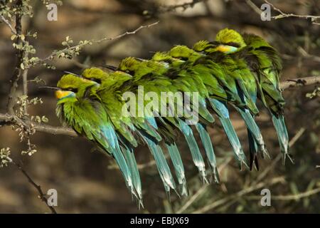 Milan à queue fourchue (Merops hirundineus mangeur d'abeilles), groupe assis sur une branche à proximité les uns des autres, Afrique du Sud, Northern Cape, Kgalagadi Transfrontier National Park Banque D'Images