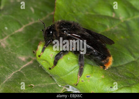 Cuckoo Cuckoo Bee, bourdon (Bombus rupestris), parasite de la couvée du bourdon à queue rouge, Allemagne Banque D'Images