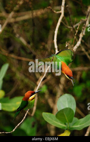 Bay-dirigé bee eater (Merops leschenaulti), attraper des insectes, le Sri Lanka, Sri Lanka, Nordwest Wilpattu National Park Banque D'Images