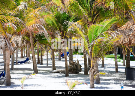 Palm beach, Mexique, Akumal Banque D'Images