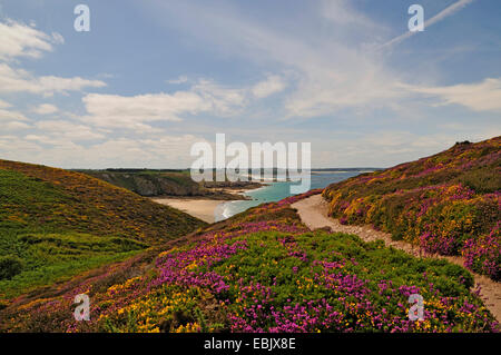 Heather Bell, Scotch heath (Erica cinerea), un chemin de randonnée dans blooming heath à Cap Fréhel, France, Bretagne, Cap Fréhel Banque D'Images