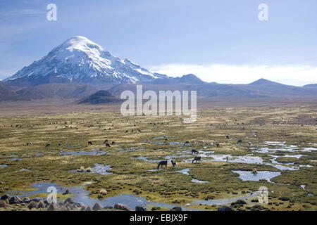 L'alpaga (Lama pacos), moore avec les alpagas en face du volcan Sajama, Bolivie Banque D'Images