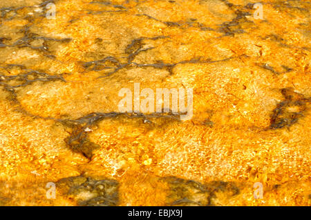 Les germes et les algues dans les Hot spring, USA, Wyoming, Yellowstone National Park Banque D'Images