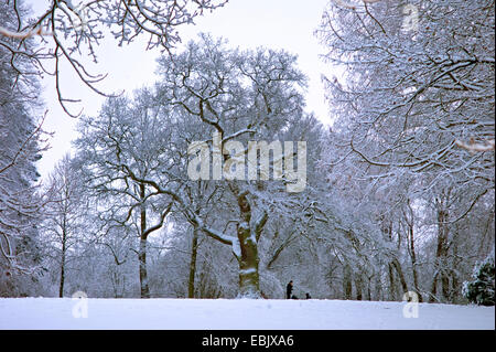 Arbres couverts de neige dans la région de Atkinson Parcs, l'Allemagne, l'Bremen-Lesum Banque D'Images