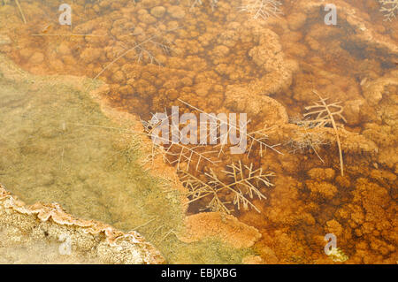 Les germes et les algues dans les Hot spring, USA, Wyoming, Yellowstone National Park Banque D'Images