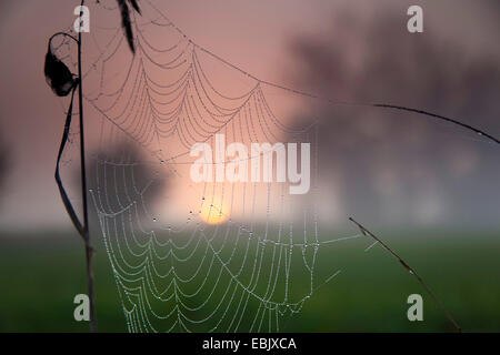 Spider web de lourdes de rosée du matin entre les brins d'herbe, de l'Allemagne, la Saxe, Vogtlaendische Schweiz Banque D'Images
