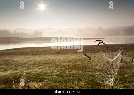 Spider web de lourdes de rosée du matin entre les brins d'herbe dans un pré au bord du lac, l'Allemagne, la Saxe Banque D'Images