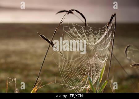 Spider web de lourdes de rosée du matin entre les brins d'herbe, de l'Allemagne, la Saxe Banque D'Images