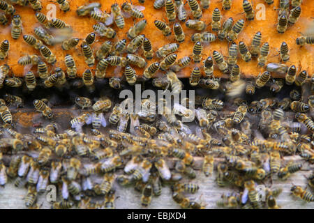 Ruche, l'abeille Apis mellifera mellifera (abeille), les abeilles à ruche, Allemagne, Rhénanie du Nord-Westphalie Banque D'Images