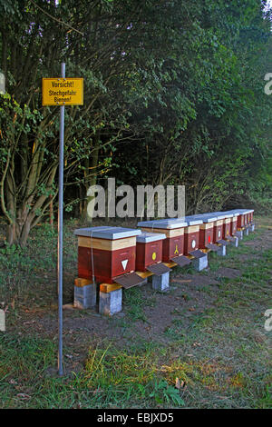 Abeille, ruche abeille (Apis mellifera mellifera), Rangée de ruches et avertissement de piqûres d'abeilles, Allemagne, Rhénanie du Nord-Westphalie Banque D'Images