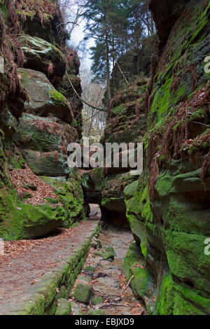 Rock porte dans la Uttewalder Grund, Allemagne, Saxe, Elbsandsteingebirge, le Parc National de la Suisse saxonne Banque D'Images