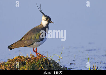 Le nord de sociable (Vanellus vanellus), dans l'accouplement mâle, coloration Vechta, Niedersachsen, Allemagne Banque D'Images