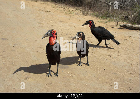 Calao terrestre du sud, (Bucorvus leadbeateri calao, Bucorvus cafer), trois oiseaux assis sur sol sec sol, Afrique du Sud, le Parc national Krueger Banque D'Images