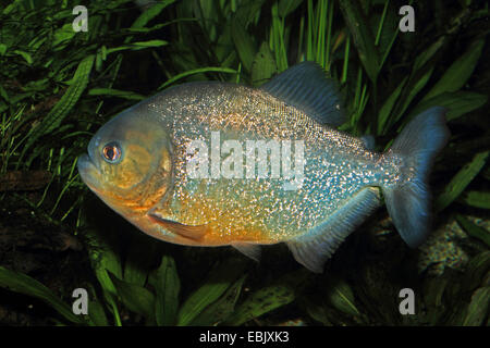 À TÊTE BOMBÉE, piranha piranha du Natterer, piranha rouge, Red-bellied piranha (Serrasalmus nattereri Pygocentrus nattereri, Rooseveltiella, nattereri), natation parmi des plantes de l'eau Banque D'Images