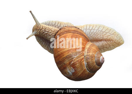 Escargot romain, les escargots, les escargots escargot, escargots, escargot, escargot apple vigne, vigne, vigne escargot snail (Helix pomatia), la découpe du dessus Banque D'Images