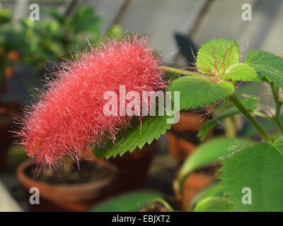 Des quenouilles, le rouge queue chatons, nain plante Chenille rouge, l'usine de quenouilles (le hispaniolae, le pendula), inflorescence Banque D'Images