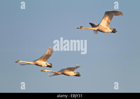 Cygne chanteur (Cygnus cygnus), trois individus battant, Allemagne, Schleswig-Holstein Banque D'Images