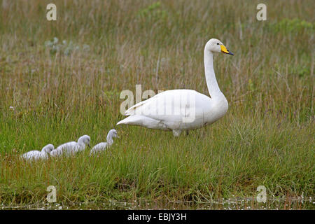 Cygne chanteur (Cygnus cygnus), parent avec squeakers marcher dans l'herbe, l'Islande Banque D'Images