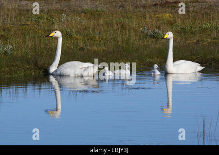 Cygne chanteur (Cygnus cygnus), famille swan piscine sur un lac, de l'Islande Banque D'Images