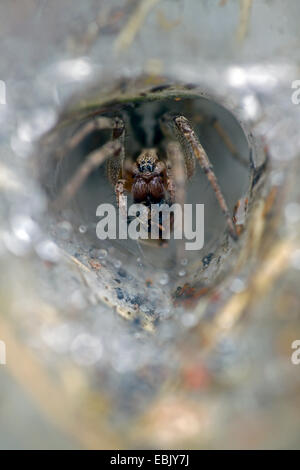 Entonnoir d'herbe-Weaver, labyrinthe Agelena labyrinthica (araignée), assis avec les proies dans le tube, le Danemark web Banque D'Images