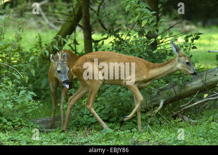 Le chevreuil (Capreolus capreolus), buck à la suite d'une biche à la saison des amours, Allemagne Banque D'Images