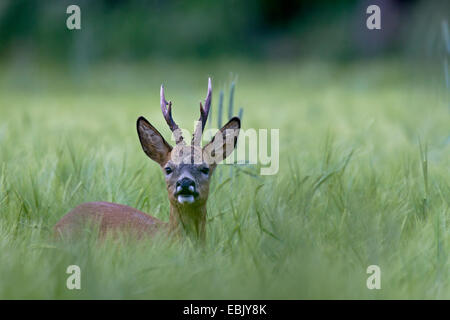 Le chevreuil (Capreolus capreolus), buck dans un champ de maïs, l'Allemagne, Schleswig-Holstein Banque D'Images