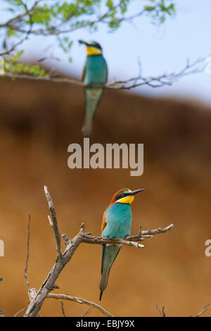 Eater Guêpier d'Europe (Merops apiaster), guêpier de remorquage assis sur des rameaux, l'Autriche, Burgenland Banque D'Images