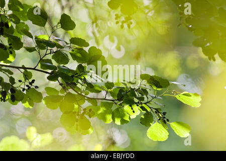 Pin noir d'Europe, l'aulne (Alnus glutinosa), de la direction générale avec les cônes, l'Allemagne, Bade-Wurtemberg Banque D'Images