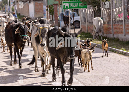 Un mélange de Bovins, chèvres et moutons sont parqués dans un village-rue par cowboys mexicains le 5 novembre 2014 à Yaguar, au Mexique. Banque D'Images