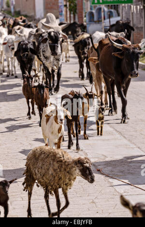 Un mélange de Bovins, chèvres et moutons sont parqués dans un village-rue par cowboys mexicains le 5 novembre 2014 à Yaguar, au Mexique. Banque D'Images