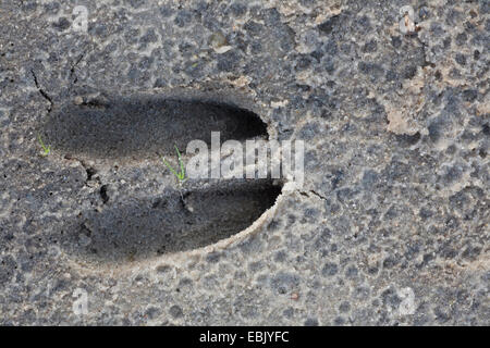 Le chevreuil (Capreolus capreolus), voie dans le sable humide, Danemark Banque D'Images