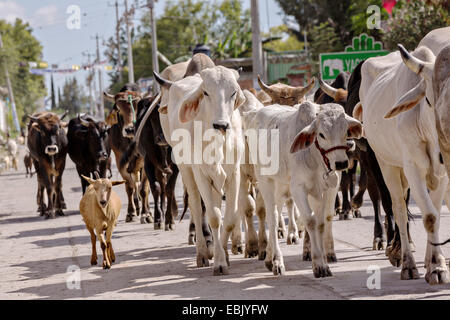 Un mélange de Bovins, chèvres et moutons sont parqués dans un village-rue par cowboys mexicains le 5 novembre 2014 à Yaguar, au Mexique. Banque D'Images