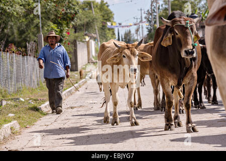 Un mélange de Bovins, chèvres et moutons sont parqués dans un village-rue par cowboys mexicains le 5 novembre 2014 à Yaguar, au Mexique. Banque D'Images