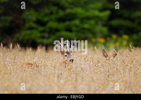 Le chevreuil (Capreolus capreolus), buck et doe hinding dans un champ, l'Allemagne, Schleswig-Holstein Banque D'Images