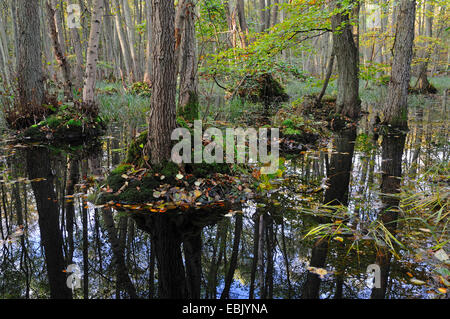 Pin noir d'Europe, l'aulne (Alnus glutinosa), la forêt marécageuse à l'automne, en Allemagne, en Bavière, Bade-Wurtemberg Lagoon Salon National Park Banque D'Images