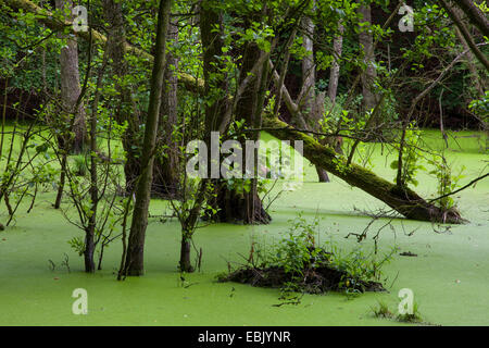 Pin noir d'Europe, l'aulne (Alnus glutinosa), l'aulne la forêt marécageuse, Germany, Mecklenburg-Western Pomerania, Ruegen, Parc National de Jasmund Banque D'Images