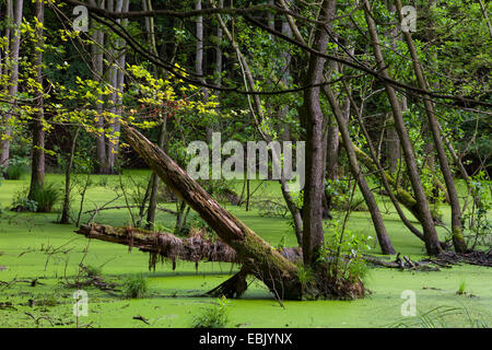 Pin noir d'Europe, l'aulne (Alnus glutinosa), l'aulne la forêt marécageuse, Germany, Mecklenburg-Western Pomerania, Ruegen, Parc National de Jasmund Banque D'Images