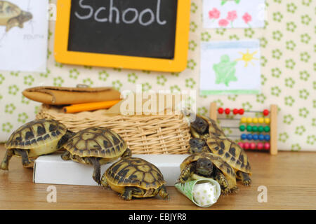 La tortue d'Hermann, tortue grecque (Testudo hermanni), peu de tortues terrestres sont dans leur classe. Banque D'Images