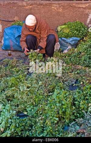 Vendeur de thé thé Vente de plantes, Maroc, Fes Banque D'Images