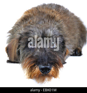 Teckel à poil dur, chien saucisse à poil dur, chien domestique (Canis lupus f. familiaris), mensonge, portrait, Allemagne, Rhénanie du Nord-Westphalie Banque D'Images