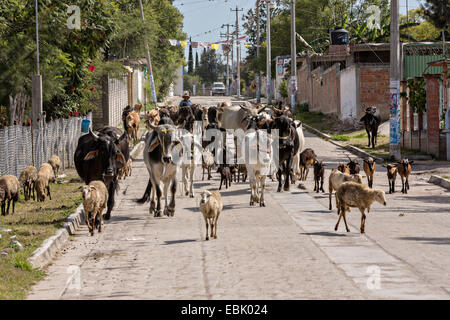 Un mélange de Bovins, chèvres et moutons sont parqués dans un village-rue par cowboys mexicains le 5 novembre 2014 à Yaguar, au Mexique. Banque D'Images